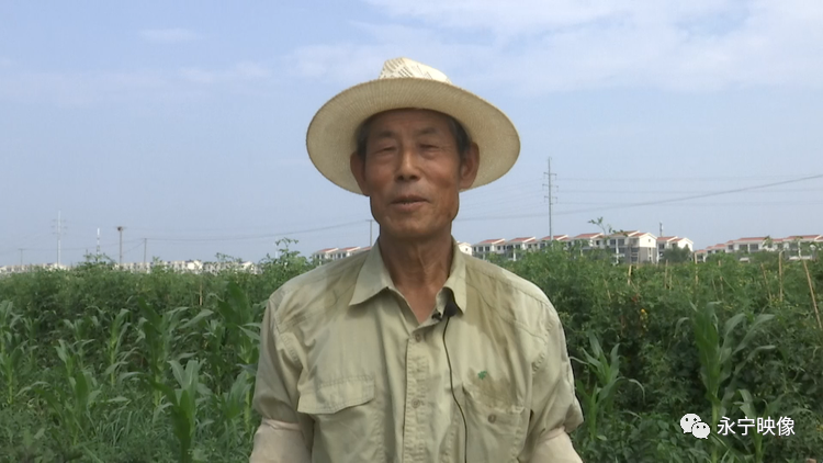 致富种植果菜园图片_致富种植果菜园怎么样_菜园种植致富果