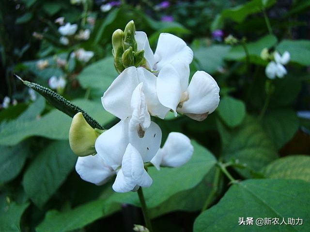 扁豆的生长习性是什么，扁豆的种植的五大要点！老农告诉你