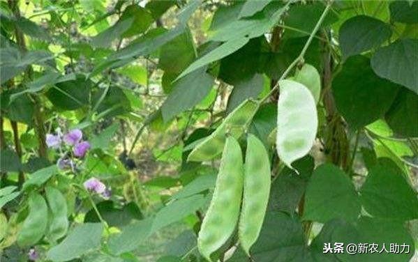春扁豆种植技术_扁豆种植技巧_早春扁豆种植技术