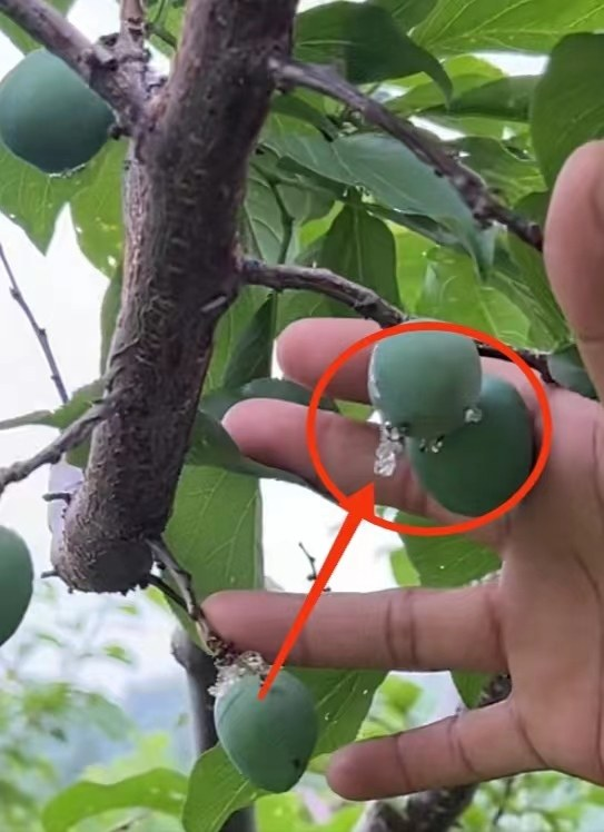 李子种植树技术要点_李子种植树技术与管理_李子树怎么种植技术