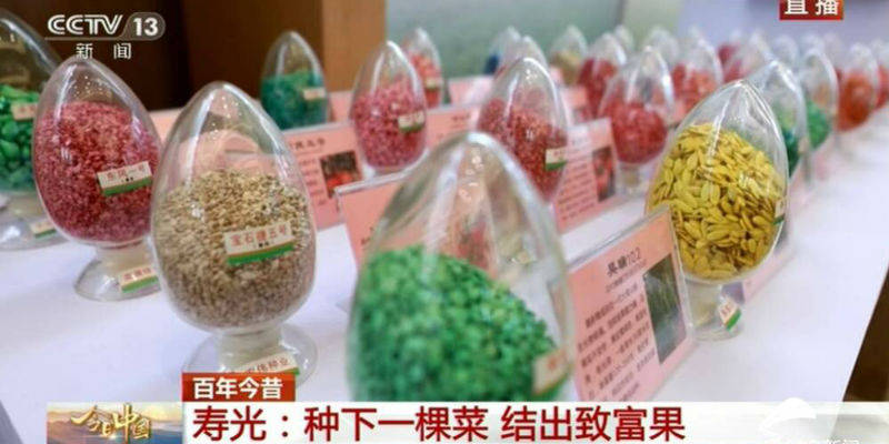 今日中国·山东篇丨打造蔬菜“硅谷”，种菜结出致富果！