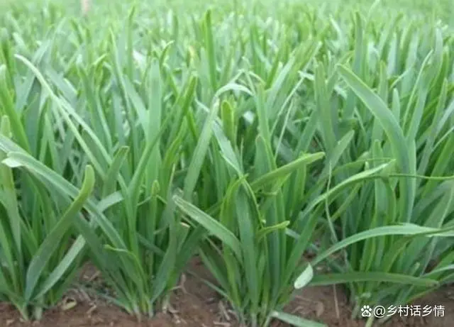 小葱几月份栽_种小葱的季节_小葱几月份种植技术