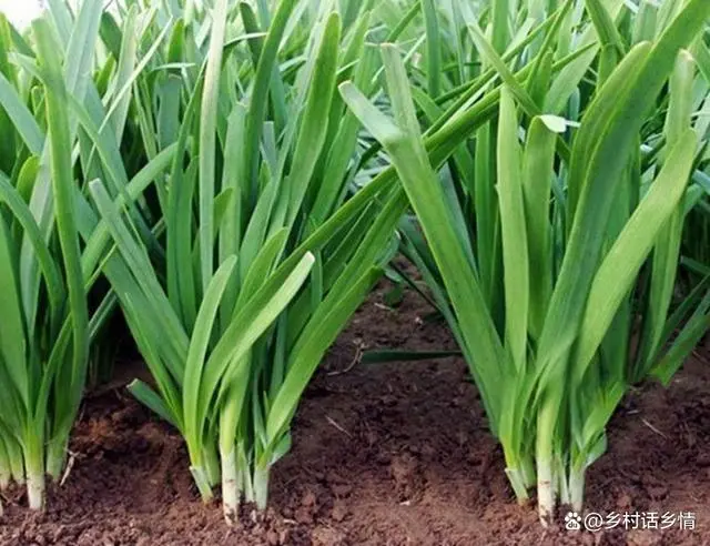 种小葱的季节_小葱几月份种植技术_小葱几月份栽