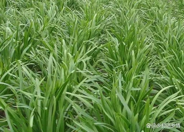 种小葱的季节_小葱几月份栽_小葱几月份种植技术