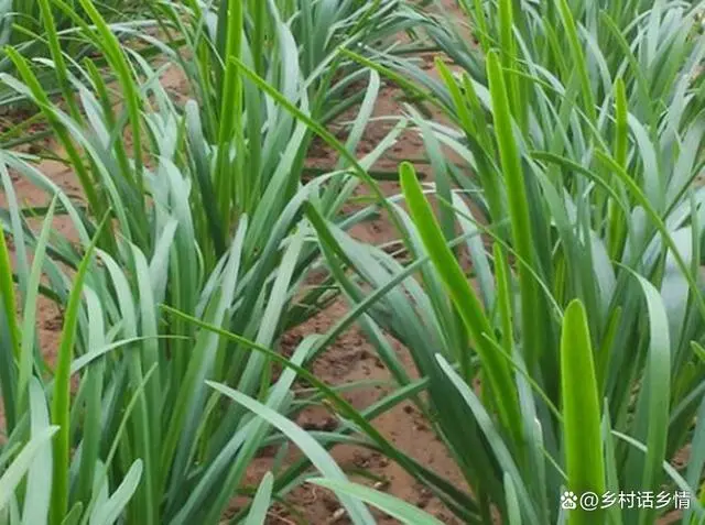 小葱几月份栽_种小葱的季节_小葱几月份种植技术
