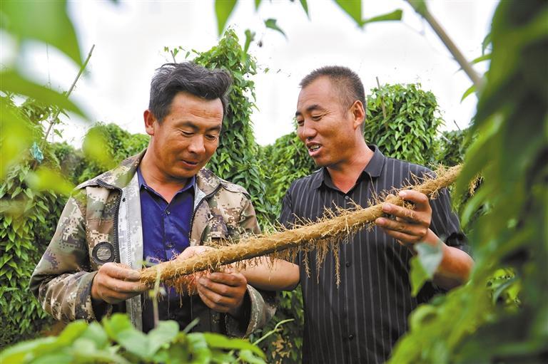 农村种植山药致富_致富山药种植农村图片大全_致富经山药种植视频
