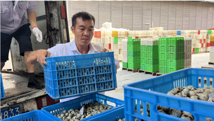 【奋力抓项目全力拼经济】天易经开区巧“搭桥”亿级鹌鹑蛋加工产业“唱响”本土致富经