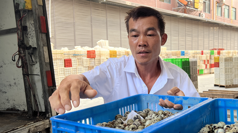 养殖鹌鹑赚钱吗_鹌鹑养殖致富项目_致富经鹌鹑养殖技术视频
