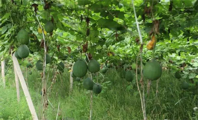 吊瓜种植致富_吊瓜种植效益怎么样_种吊瓜10亩一年能赚