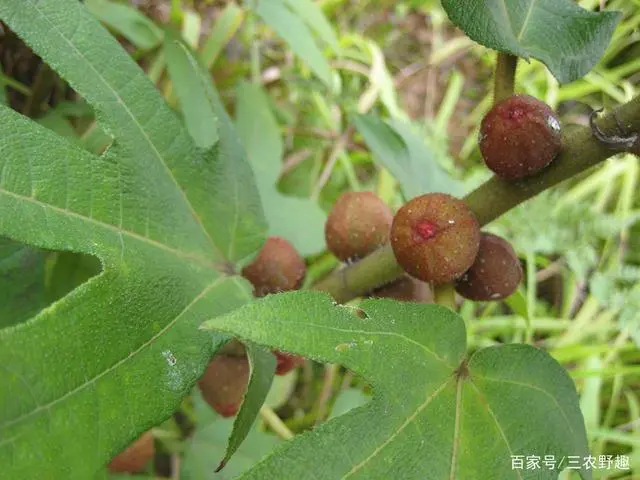 广东五指毛桃苗_广东种植五指毛桃致富的人_5指毛桃种植