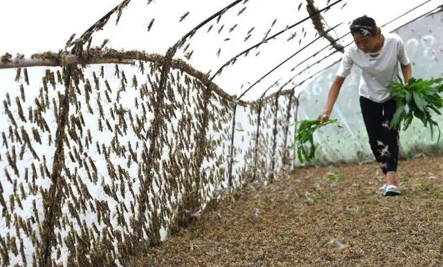 致富养殖种植基地地址_致富养殖业_致富经种植养殖基地