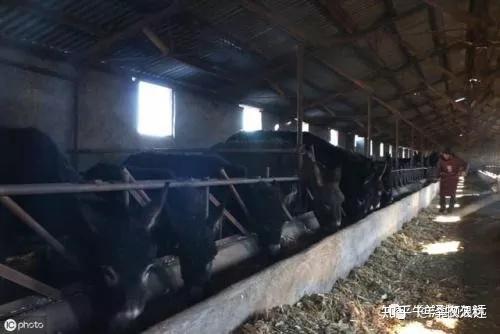 养驴养殖场视频_养殖驴的技术视频下载_养驴视频看看