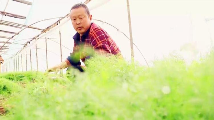 茴香种植致富_致富种植茴香怎么样_致富种植茴香视频