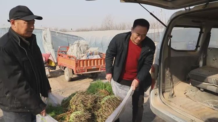 致富种植茴香怎么样_茴香种植致富_致富种植茴香视频