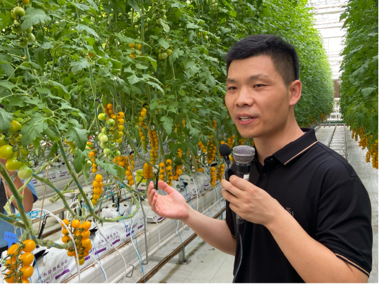 新乡种植作物_新乡大棚蔬菜种植集中区_种植蔬菜致富新乡
