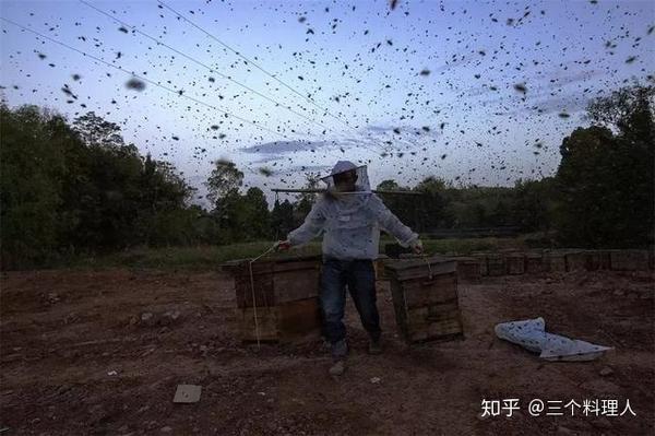 蜜蜂养殖大户_国外养殖蜜蜂强群技术_蜜蜂养殖技术交流群