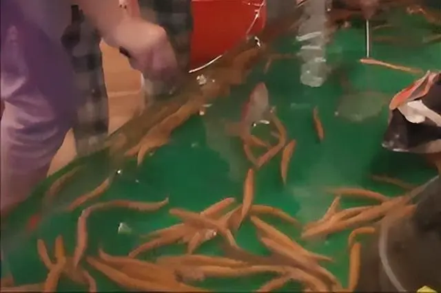养殖致富经_致富小窍门养殖_如何养殖致富