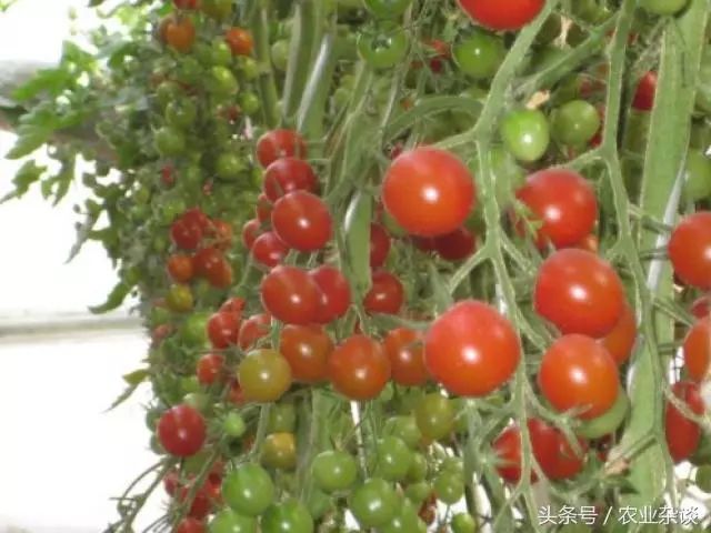 种菜赚钱的6大锦囊，知道一招全年无忧！