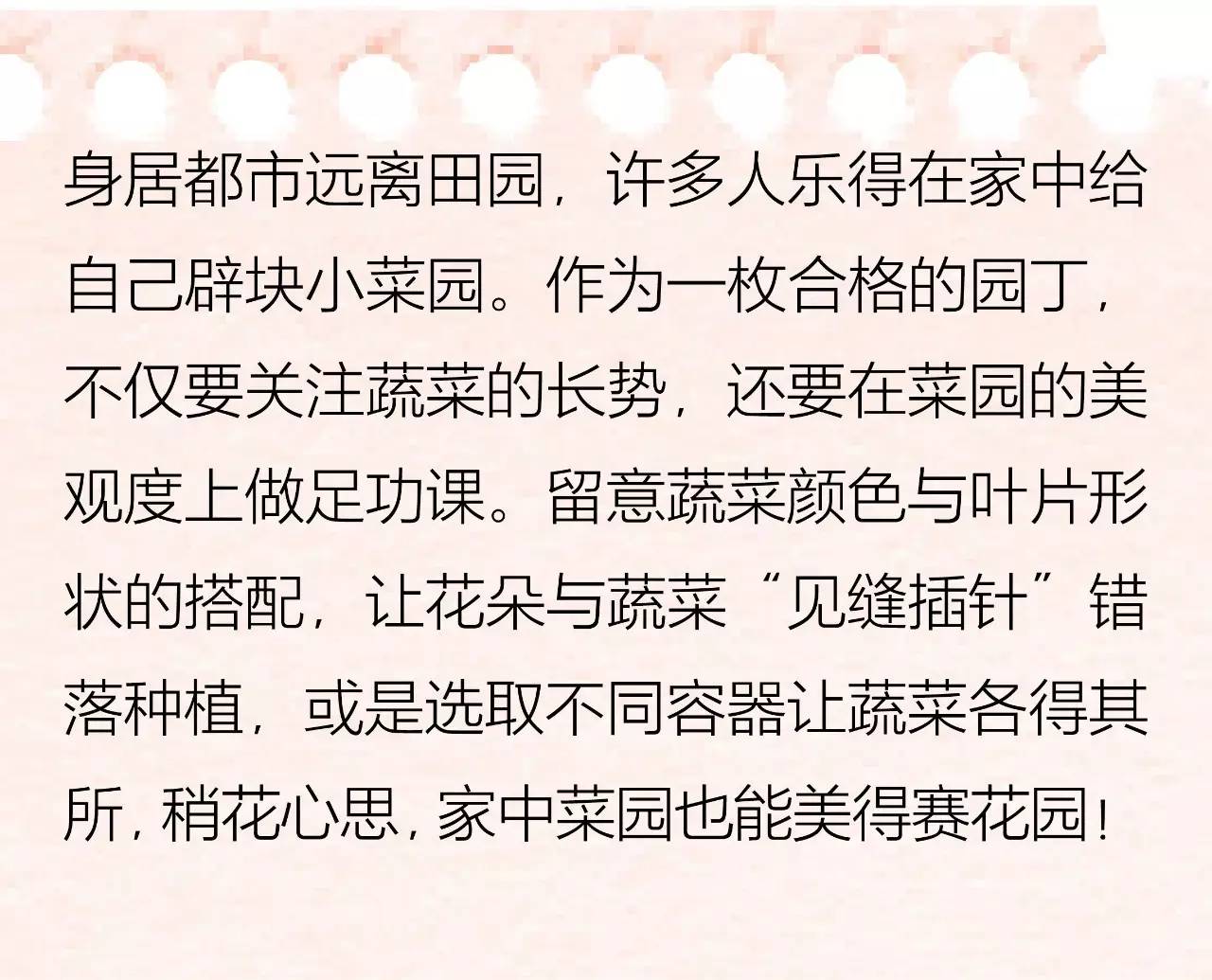 面瓜的种植技术_面瓜种子_种面瓜怎样管理