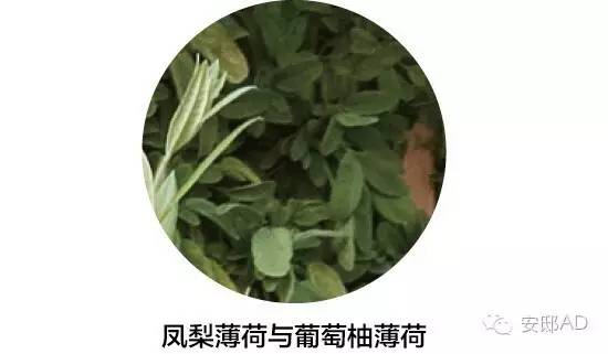 面瓜种子_面瓜的种植技术_种面瓜怎样管理