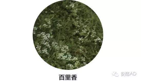 面瓜的种植技术_种面瓜怎样管理_面瓜种子