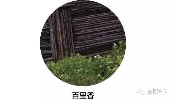面瓜的种植技术_种面瓜怎样管理_面瓜种子