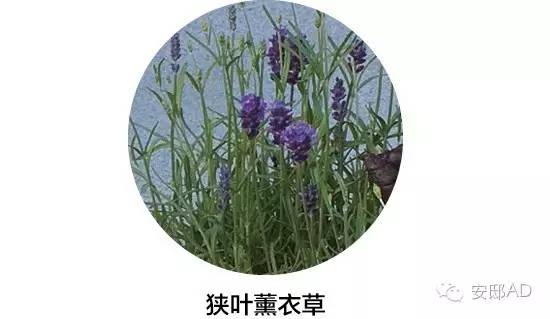 种面瓜怎样管理_面瓜种子_面瓜的种植技术