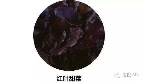 面瓜种子_面瓜的种植技术_种面瓜怎样管理