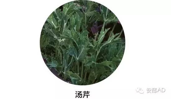 面瓜的种植技术_面瓜种子_种面瓜怎样管理