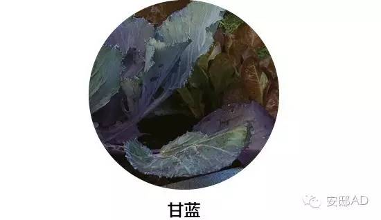 面瓜种子_种面瓜怎样管理_面瓜的种植技术