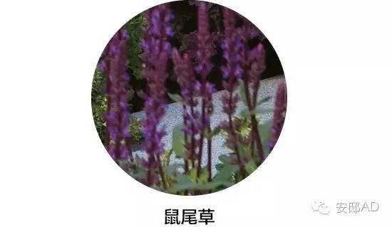 面瓜的种植技术_种面瓜怎样管理_面瓜种子