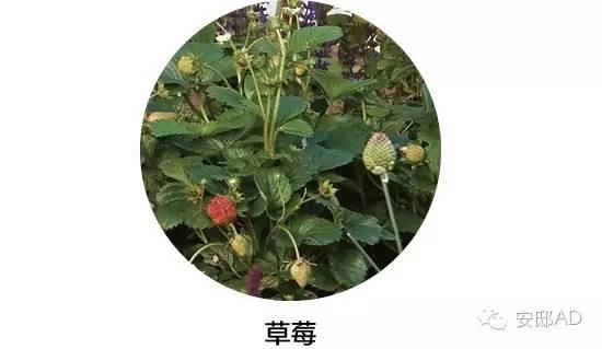面瓜种子_面瓜的种植技术_种面瓜怎样管理