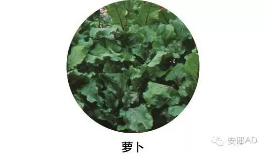 种面瓜怎样管理_面瓜种子_面瓜的种植技术