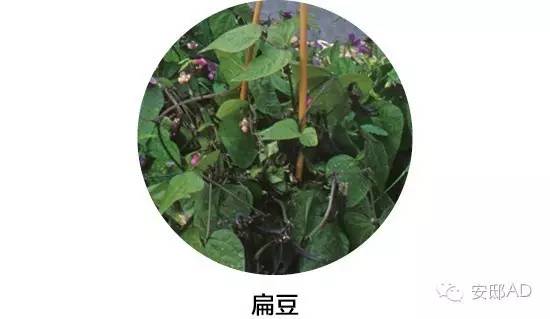 面瓜种子_种面瓜怎样管理_面瓜的种植技术