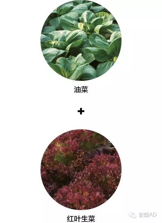 种面瓜怎样管理_面瓜种子_面瓜的种植技术