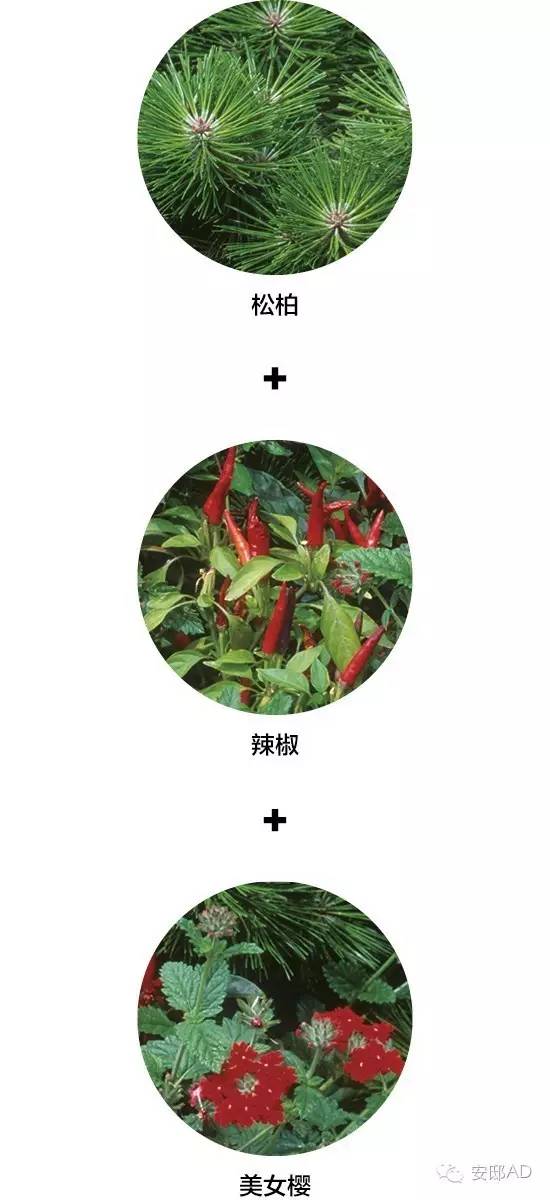 面瓜种子_面瓜的种植技术_种面瓜怎样管理