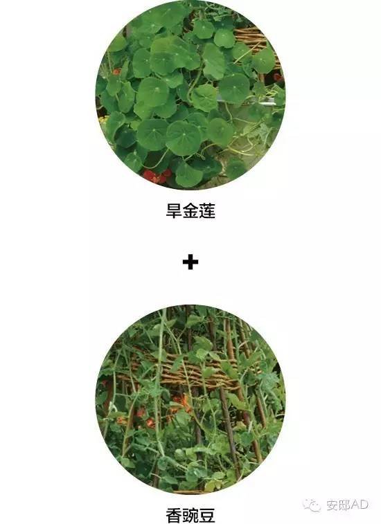 面瓜的种植技术_种面瓜怎样管理_面瓜种子