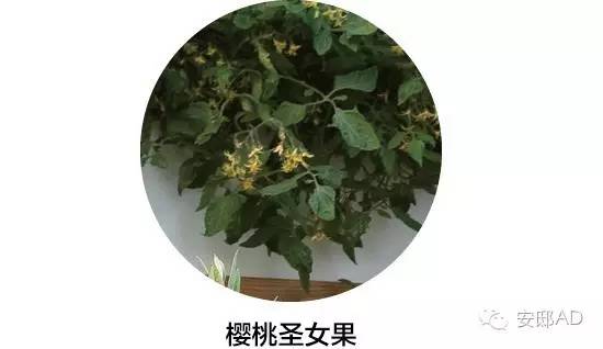 面瓜的种植技术_面瓜种子_种面瓜怎样管理