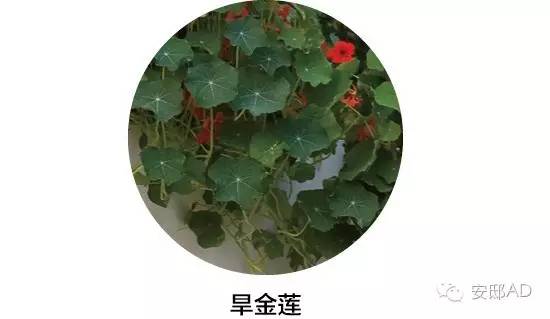 面瓜种子_面瓜的种植技术_种面瓜怎样管理
