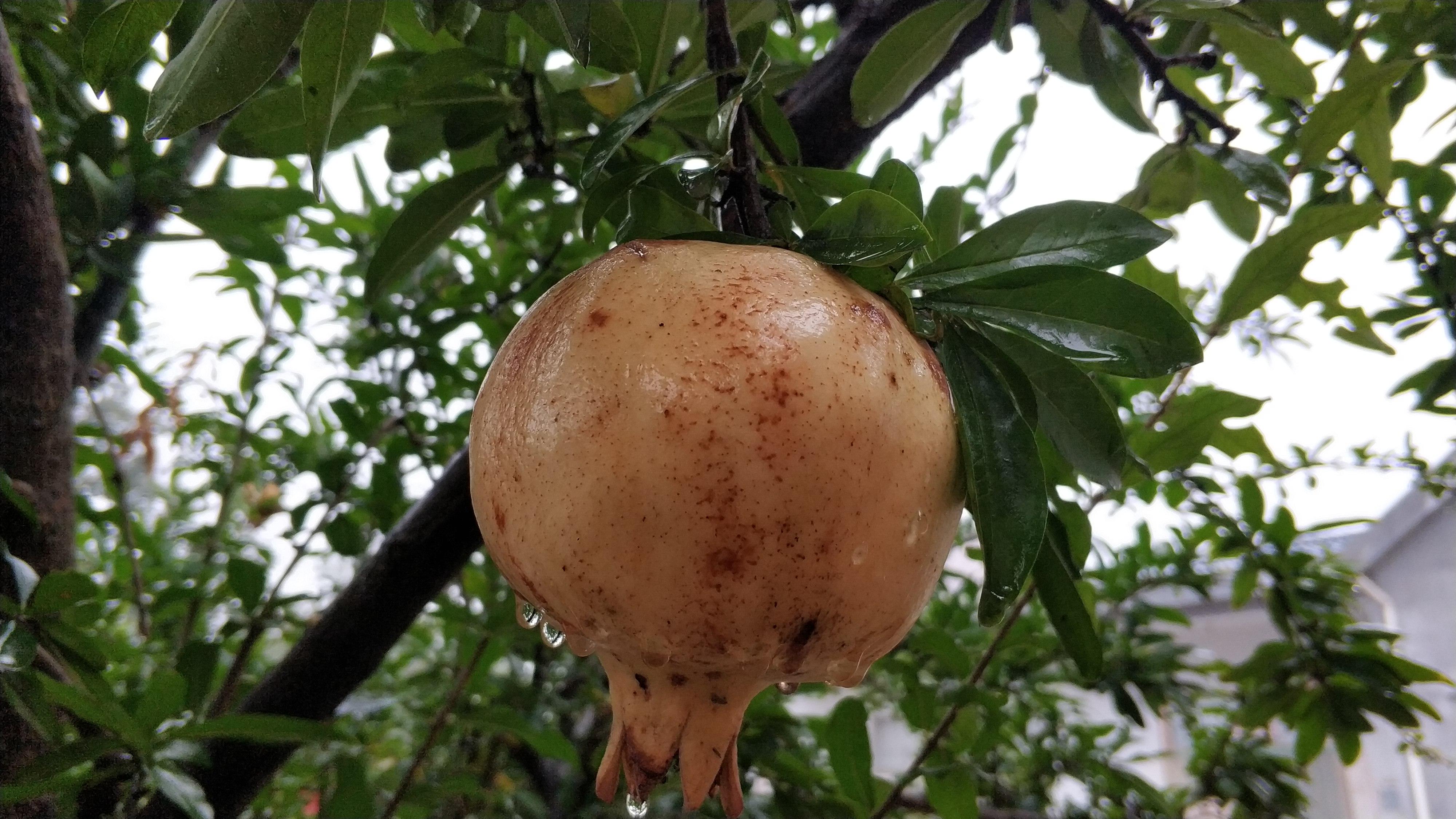 面瓜种子_面瓜种植方法_面瓜的种植技术