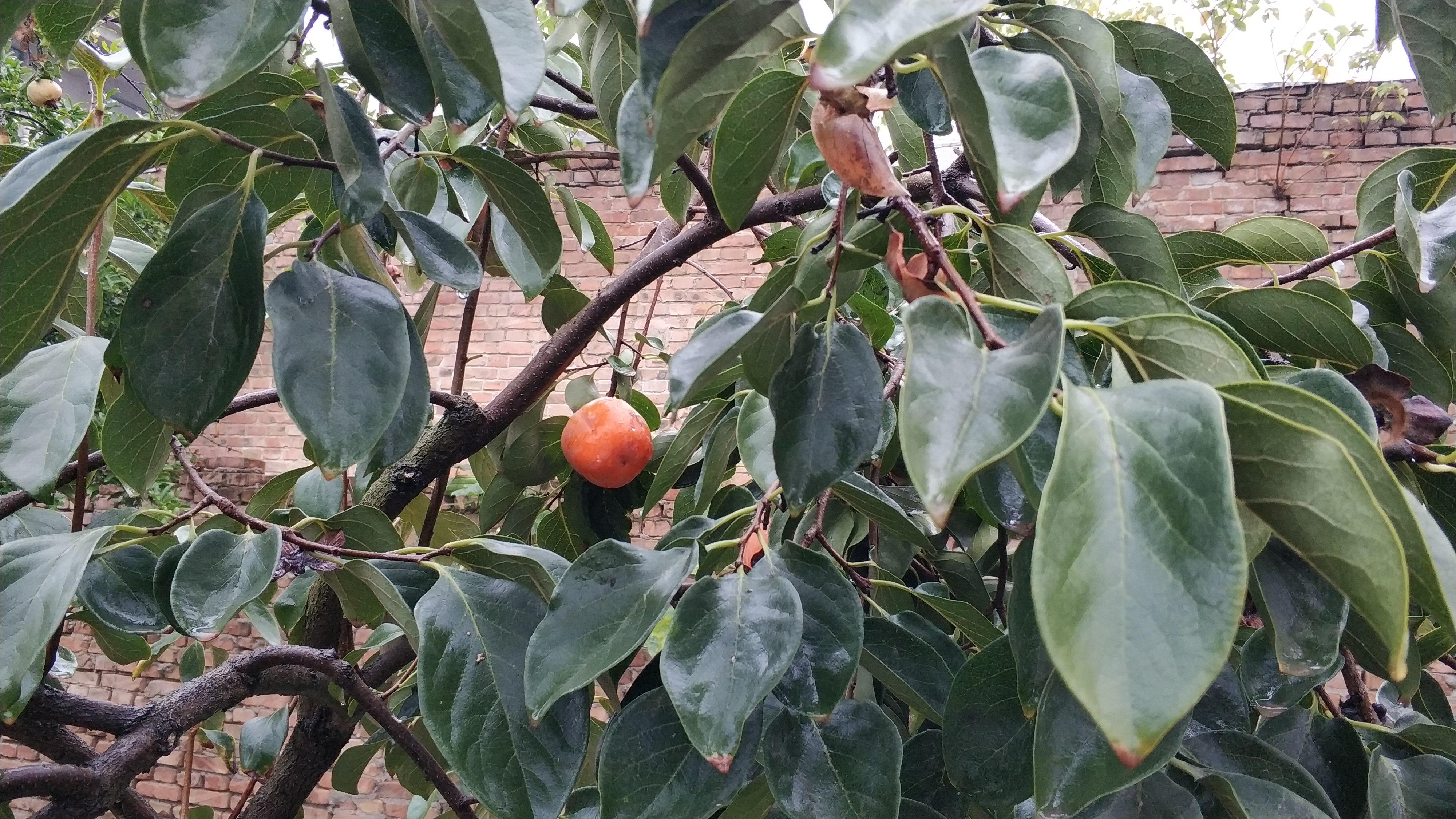 面瓜的种植技术_面瓜种植方法_面瓜种子