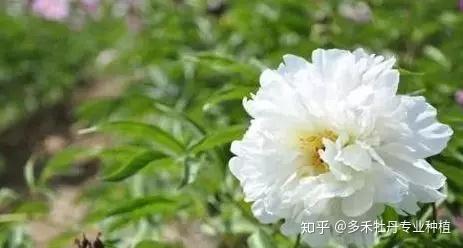 芍药种植和栽培技术_栽培种植芍药技术要点_种植芍药的方法