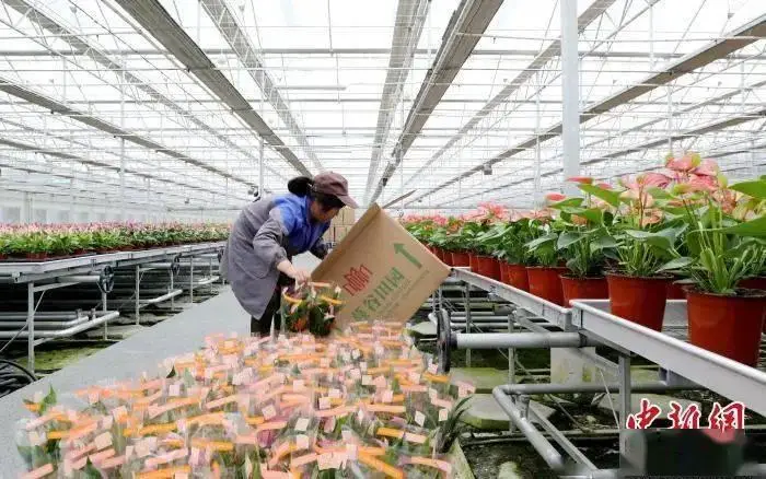 江西农村种植什么最赚钱_江西种植致富项目_适合江西农村致富项目