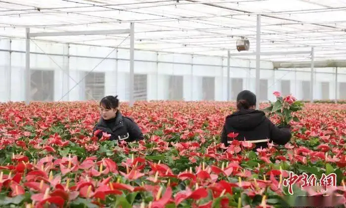 江西农村种植什么最赚钱_江西种植致富项目_适合江西农村致富项目