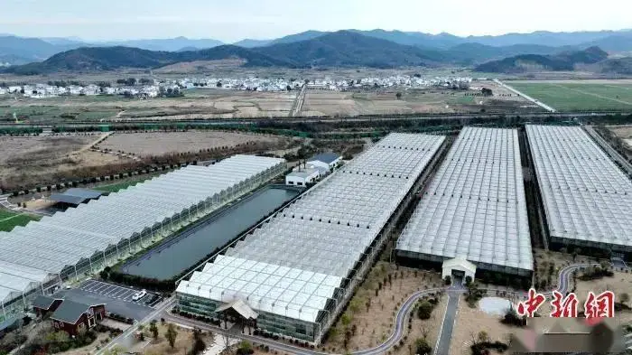 适合江西农村致富项目_江西农村种植什么最赚钱_江西种植致富项目