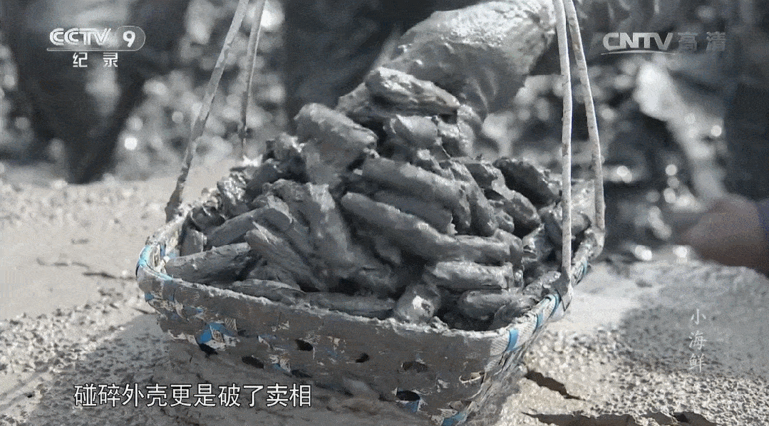 虾菇养殖_口虾姑养殖_虾姑养殖技术