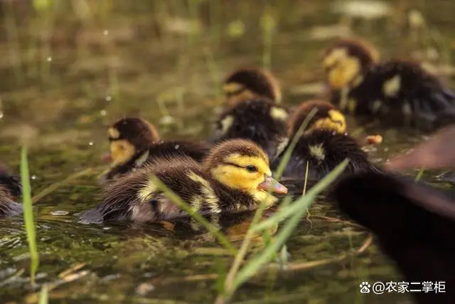 台湾泥鳅养殖成本和利润_养殖台湾泥鳅技术视频_大量台湾泥鳅全套养殖技术