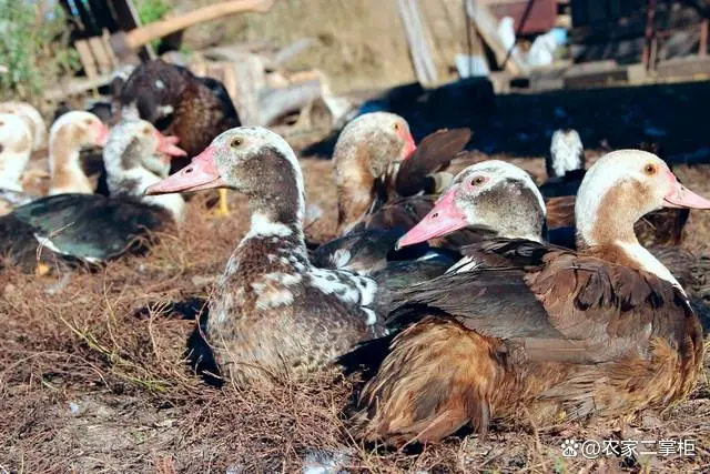 台湾泥鳅养殖成本和利润_养殖台湾泥鳅技术视频_大量台湾泥鳅全套养殖技术