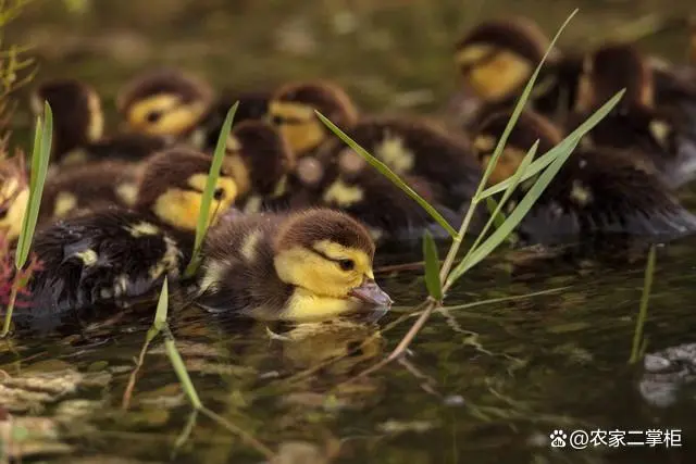 大量台湾泥鳅全套养殖技术_养殖台湾泥鳅技术视频_台湾泥鳅养殖成本和利润
