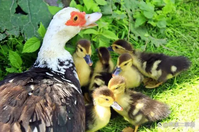 养殖台湾泥鳅技术视频_台湾泥鳅养殖成本和利润_大量台湾泥鳅全套养殖技术